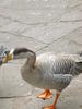 img 3092